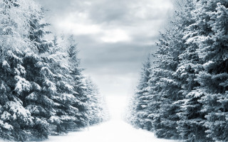 Snowy road trees winter matte - covered ground free wallpaper
