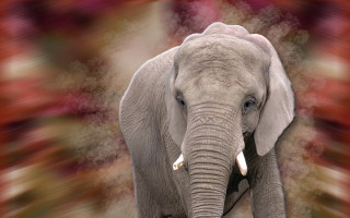 Large elephant red white background - a large elephant free wallpaper