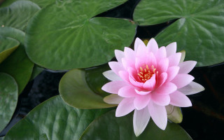 Pink flower green leaves water 3 - simple form free wallpaper