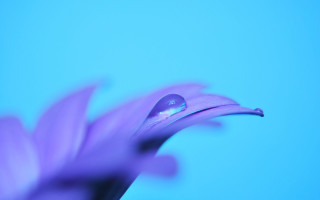 Purple flower water droplets macro 39 - blue background free wallpaper for desktop