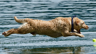 Dog jumping water tennis ball - a tennis ball free wallpaper for desktop