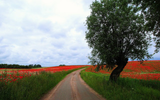 Dirt road tree flowers cloudy - a sky free wallpaper
