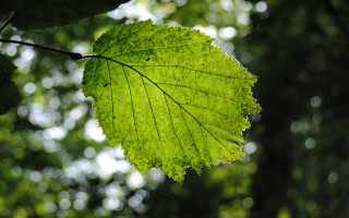 Green leaf tree branch bokeh - a blurry background of trees free wallpaper