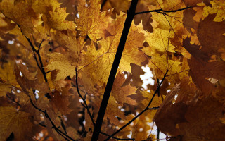 Fall tree yellow leaves sunset - visible free wallpaper