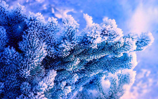 Blue plant snow autumn frost - a.b. frost free wallpaper for desktop