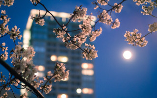 Full moon cherry blossoms night - full moon free wallpaper