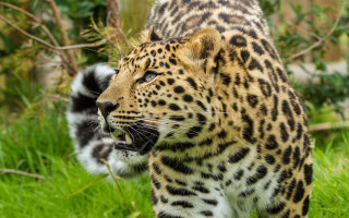Leopard walking open mouth animals - tooth wide free wallpaper
