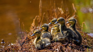 Ducks drygrass water grass photography - free bird wallpaper