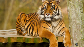Tiger laying wooden platform zoo 2 - a tiger free wallpaper