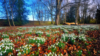 Flower field tractor autumn leaves - wide angle len free wallpaper