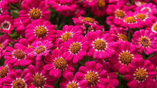 Pink flower field macro closeup - betye saar free wallpaper