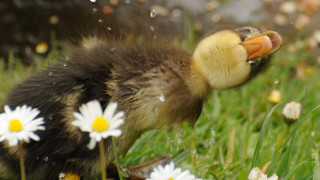 Duckling grass daisies water droplets - its face and body free wallpaper
