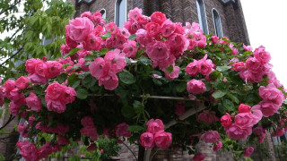 Pink flowers bush building clock - a bush free wallpaper