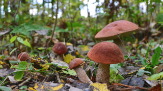 Mushrooms woods autumn macro blurry - a group of mushrooms free wallpaper for desktop