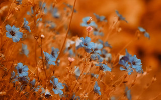 Blue flowers orange background bokeh - orange flower free wallpaper