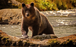 Brown bear standing log river - a brown bear free wallpaper