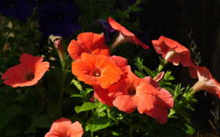 Flower vase table fence summer - a table outside free wallpaper