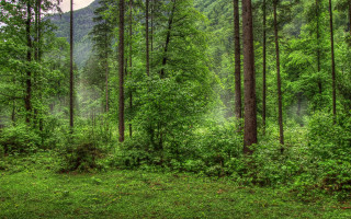 Forest green trees grass nature - free forest wallpaper