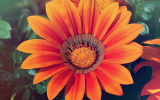 Bright orange flower green yellow - a green center free wallpaper
