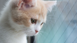 Cat honeycomb fence camera dof - area free wallpaper