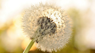 Dandelion blurry background macro bokeh - a blurry image free wallpaper