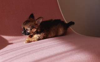 Small dog pink couch paw - tiny free wallpaper for desktop