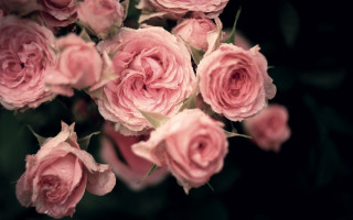 Pink roses vase water droplets 2 - pink rose free wallpaper