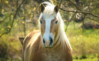 Blonde horse field trees blurry - a field of grass and trees free wallpaper