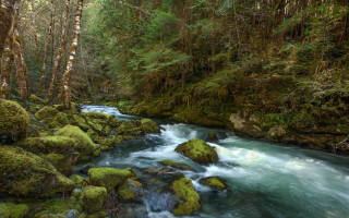Lush forest stream mossy rocks - mossy rock and trees free wallpaper