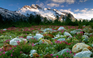 Flower field mountain sky river - the top of the mountain free wallpaper