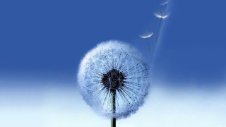 Dandelion blowing wind blue sky 6 - a dandelion free wallpaper for desktop