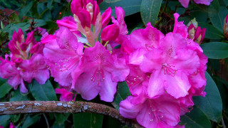 Pink flowers rain water droplets 2 - synchromism free wallpaper