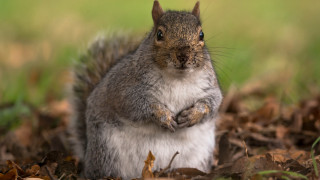 Squirrel standing leaves grass chippy - a squirrel free wallpaper