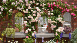 Garden bench flowers wall roses - a garden free wallpaper