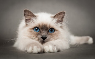 White cat blue eyes laying 6 - a gray surface free wallpaper