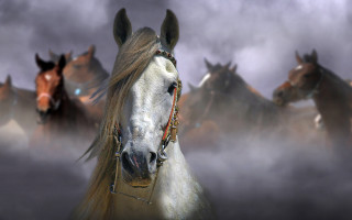 Horses foggy field highdetail 3d - a foggy field free wallpaper