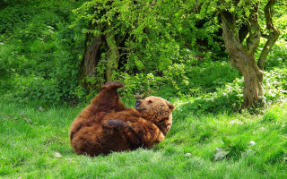 Brown bear furry art dappled - a grassy field next free wallpaper