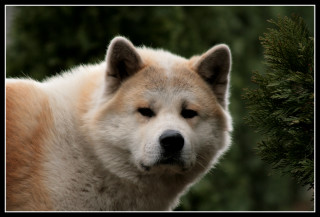 Dog closeup bush blurry background - chang daichien free wallpaper