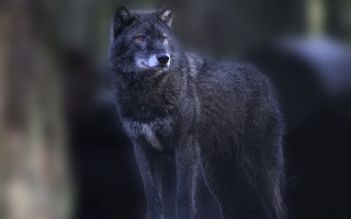 Wolf backlit night forest focus - free dogs wallpaper