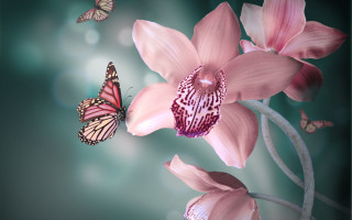 Pink flower butterflies digital painting - two butterfly free wallpaper