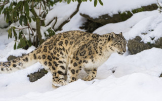 Snow leopard forest rocks snowy - a snow leopard free wallpaper