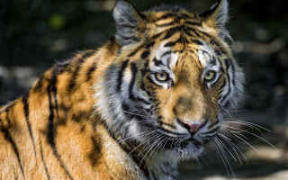 Tiger eyes blurry background wildlife - a tiger free wallpaper