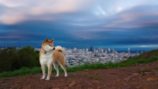 Dog hill city dusk clouds - dramatic free wallpaper for desktop
