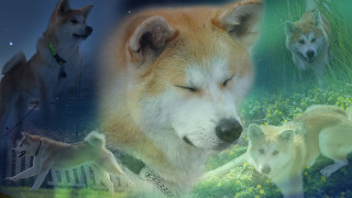 Dogs collage eyes closed heads - vaporwave free wallpaper