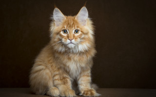 Fluffy orange cat sad blue 3 - fluffy free wallpaper