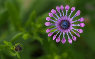 Purple flower blue center green 3 - green leaf and grass free wallpaper