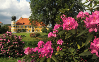 Danube school flower garden bush - flower in front free wallpaper