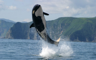 Orca jumping mountains water aurora - live free wallpaper