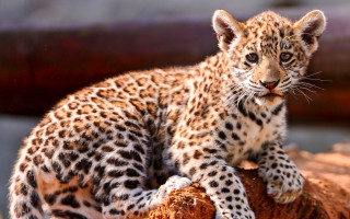 Leopard cub log zoo curious - in a zoo enclosure free wallpaper