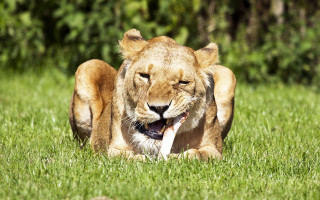 Lion grass laying open mouth - sharp claw free wallpaper
